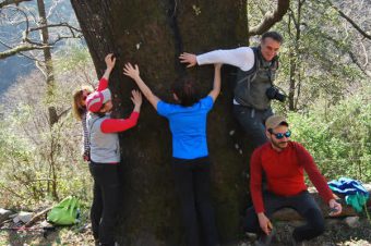 Dieci motivi per piantare un albero (Giornata mondiale delle foreste e dei boschi)