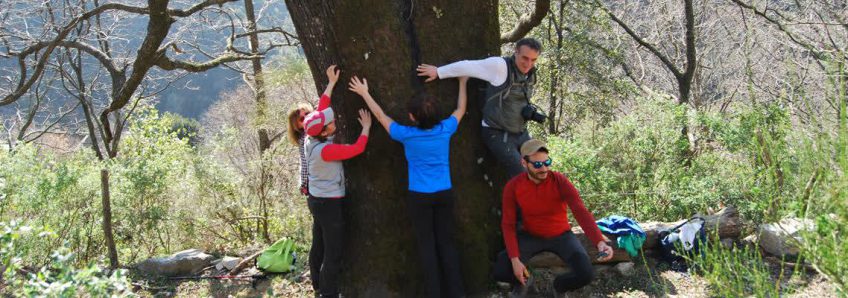 Dieci motivi per piantare un albero (Giornata mondiale delle foreste e dei boschi)