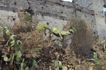 LA CALABRIA BRUCIA. PROCLAMIAMO UN MESE DI LUTTO (E DI RIFLESSIONE) NAZIONALE (di Francesco Bevilacqua)