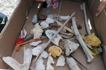 In quale regno siamo?