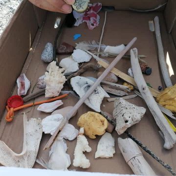 In quale regno siamo?